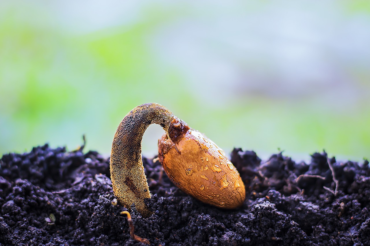 How to Practice Seed Saving in an Eco-Friendly Way?